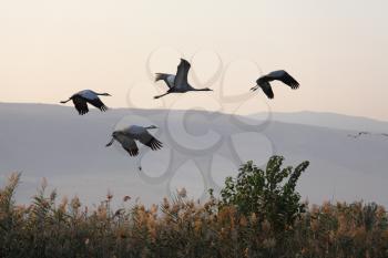 Four cranes in free flight. Misty autumn morning in the reserve
