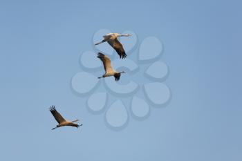 Three cranes in free flight. Clear blue sky
