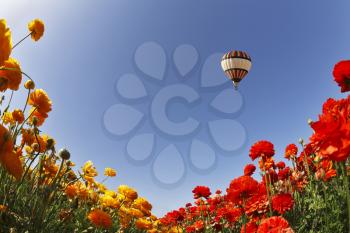 Huge balloon above blossoming meadows, photographed by an objective  the Fish eye 