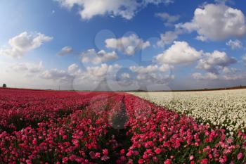 Huge field blossoming pink and white flowers, photographed by an objectiveFish eye