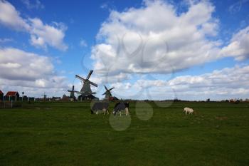 Windmills and cows in museum village in Holland. Good autumn day
