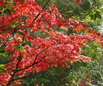 Magnificent autumn tree with red leaves