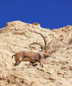 Wild goat with huge horns in the rapid jump on the mountain slopes