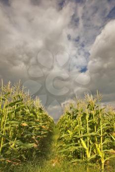 Field of ripe corn under the cloudy sky of Israel