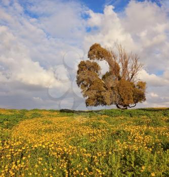Spring field, blooming yellow flowers. Dry bizarre huge tree on the background of the cloudy sky