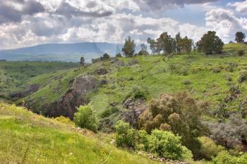  A blossoming meadow about stream Gelabun on Golan heights