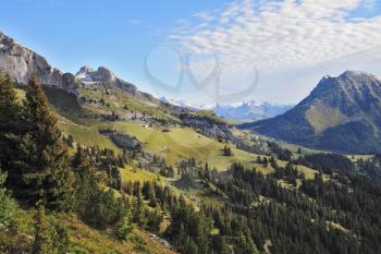 Gorgeous weather in the Swiss Alps. Green meadows and pine forests on the mountain slopes