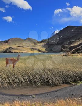 Patagonia, national park Torres del Paine, Chile. A graceful guanaco stands on the shore of blue lake, overgrown with grass and reeds. 