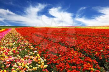 Boundless rural field with flowers red garden buttercups. Strong wind blows clouds across the sky. Flowers are grown for sale and trade