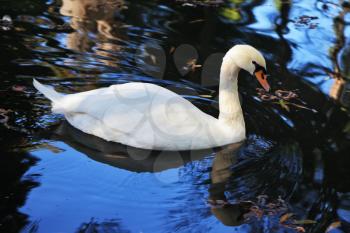 A quiet corner of the picturesque park. White swan swims on the smooth surface of the water