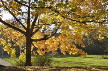 The big tree with yellow autumn leaves on a background of the dark blue sky