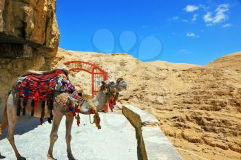 Decorative red gate with a cross on a mountain road going to the temple. Wadi Kelt near Jerusalem. Dromedary Camel in the beautiful blanket for transportation of tourists and pilgrims
