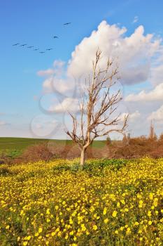 Spring flowering of nature. Blooming meadow, and a lonely dry tree
