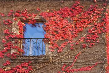  The wall of the city house covered  by branches of an ivy with red leaves