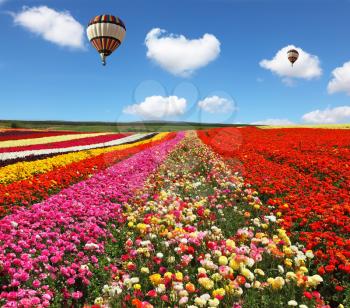 Two huge balloons flying over colorful floral field.  Blooming red and yellow buttercups in spring in Israel