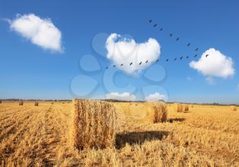 Wheat stacks beautifully and symmetrically stand in rows. Triangular bird flock flying over the field after harvest. 