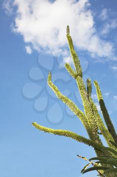  Thin sprout a cactus on a background of the sky and clouds