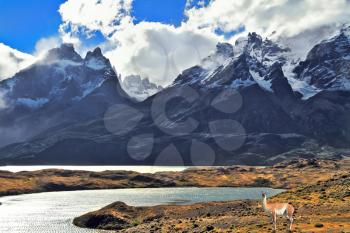Neverland Patagonia. On coast of lake Pehoe graceful guanaco . Away in the clouds - the cliffs of Los Kuernos.  National Park Torres del Paine in Chile
