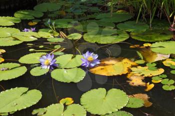 Large pond overgrown with flowering water lilies