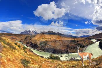 Dreamland Patagonia. Cascading waterfalls river Paine. On the hill there is an adorable little camel - llama. 