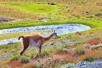 Overgrown grass lake and charming vicuna on the shore. National Park Torres del Paine in Chile