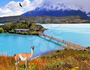Dreamland Patagonia. In the center of the lake Pehoe - small island with hotel. Island and beach  connect easily bridge. On the hill there is  lovely guanaco. Away in the clouds - the cliffs of Los Ku