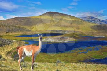 Overgrown grass lake and charming guanaco on the shore. National Park Torres del Paine in Chile
