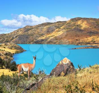 Neverland Patagonia. Emerald Lake Pehoe water on the hill stands a graceful guanaco