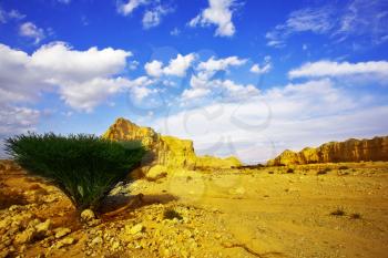 Stone desert and the tree blossoming in droughty areas