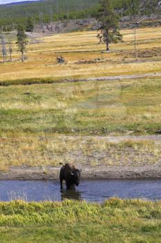 Typical landscape in Yellowstone national park. A bison on a watering place