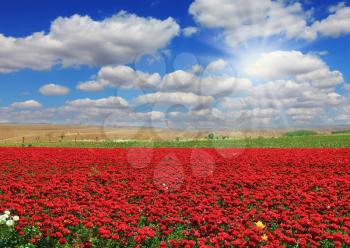  Cumulus clouds float across the sky.  Boundless rural field with flowers red garden buttercups. Flowers are grown for sale and trade