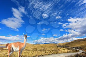 Gravel road between the mountains and trusting guanaco -  small camel. National Park Torres del Paine in Chile