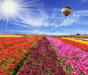Spring windy day. Huge balloon flies over a field. Field of blooming buttercups- ranunculus. Flowers planted with broad bands of bright colors - red, claret and pink