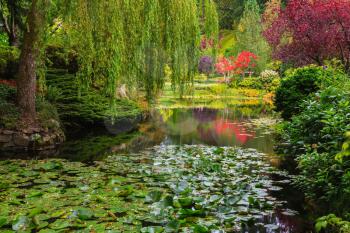 Quiet pond, overgrown with water lilies. Complex flower gardens on Vancouver Island, Canada