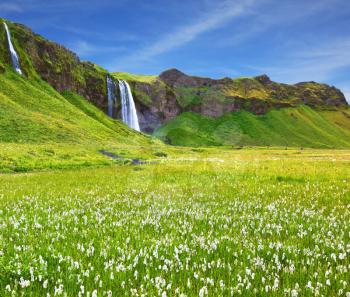  Selyalandfoss waterfall and picturesque flowering fields and streams. Iceland in July. Warm summer day