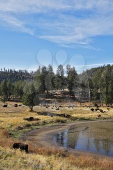 Bisons on coast of the shoaled river in national park of the USA