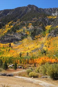 Mounta slopes in California. Shrubs bright autumn colors of orange, red and yellow