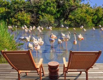   Park Camargue in delta of Rhone. Comfortable lounge chairs on wooden platform for rest and  birdwatching. Flock of pink flamingos in the shallow lake
