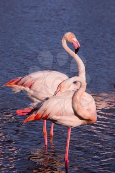 Pair of graceful pink flamingos. Summer evening in the Camargue national park. Rhone Delta, Provence