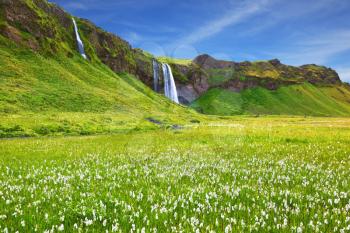 Iceland in July. Warm summer day. Seljalandsfoss waterfall and picturesque flowering fields 