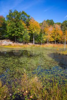 Adorable little swamp overgrown with water plants. Bright orange autumn in park - safari  in Canada
