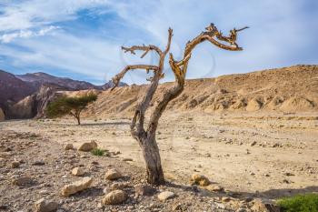 The route starts in the scenic Black Canyon. Fancifully curved dried tree. Stone desert near the seaside resort of Eilat  