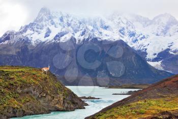 Neverland Patagonia. Snow-capped mountains of the national park Torres del Paine. Icy emerald water of the mountain river flows between hills. On the shore stands small vicuna
