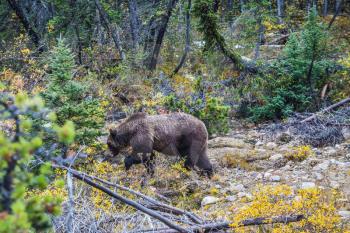Autumn forest in Jasper National Park. Big brown bear looking for edible roots, berries and acorns