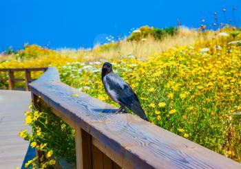 Wooden path with a handrail among the blossoming meadows. On a handrail the gray crow sits