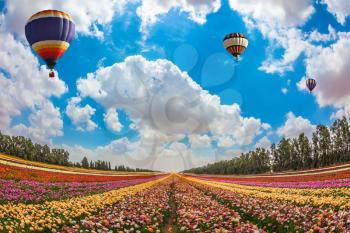  Huge field of blossoming garden buttercups. Above the flowers flying big bright balloons. The concept of summer vacation