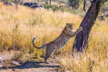 Private farm safari in Namibia. Huge leopard sharpens his claws on a tree