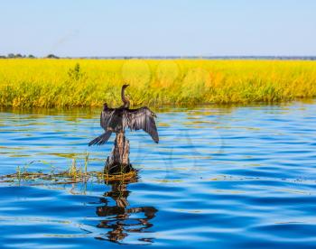  Big Bird wings opened sitting on a tree among water. Chobe National Park on the Zambezi River, Botswana. African cormorant dries its wings. The concept of exotic tourism 