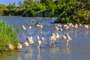 Evening in the National Park of Camargue, Provence, France. Large flock of pink flamingos. Exotic birds roost at sunset
