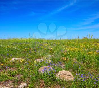 Scenic carpet of spring flowers and fresh grass. Israel. Legendary Golan Heights in a beautiful sunny day